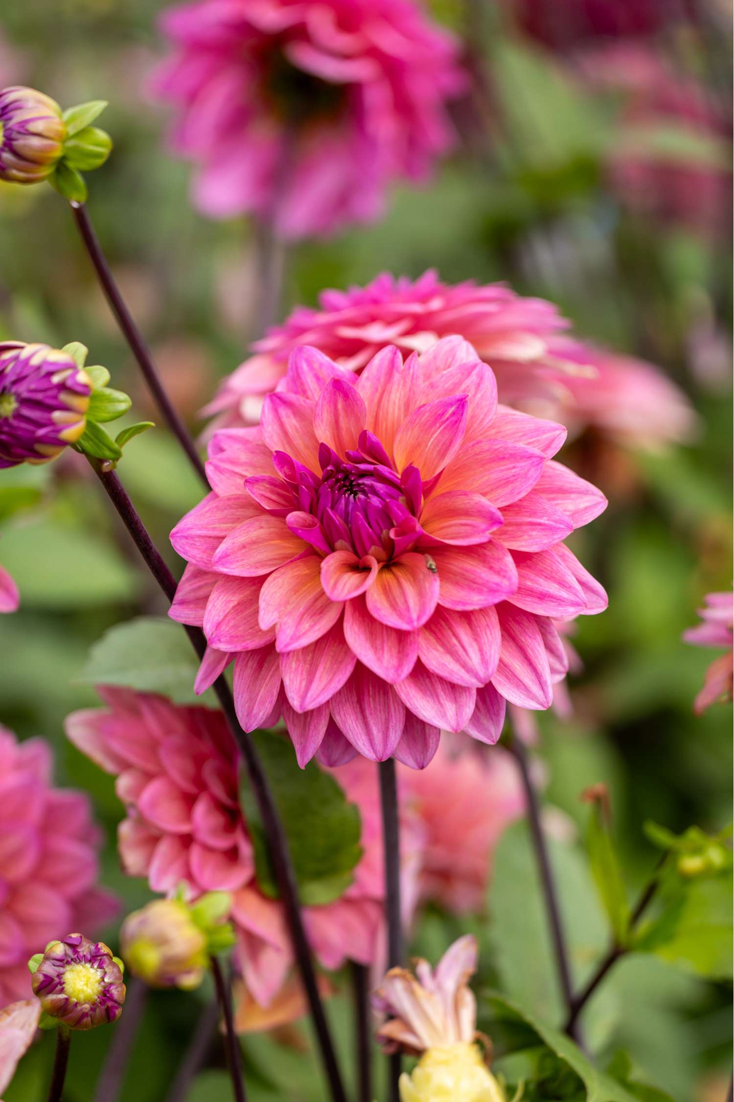 Dahlia 'Feline Yvonne'